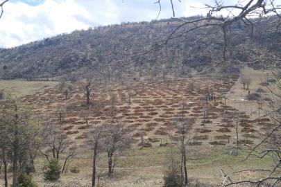 Bozkır’da 13 dönümlük alanda dev ağaçlandırma projesi
