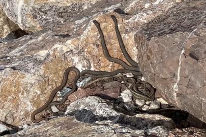 Brezilya’nın ‘Yılan Adası’ değil Yüksekova