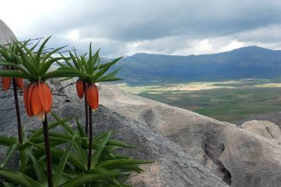 Bu çiçekleri koparmanın cezası 700 bin lirayı buluyor