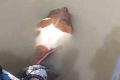 Bu sefer balık değil tosun yakaladılar