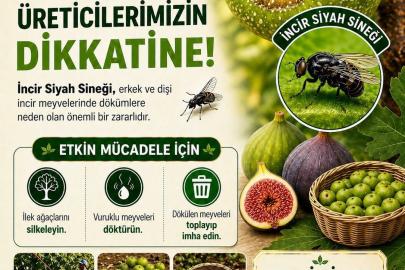 Buharkent’te incir üreticilerine siyah sinek uyarısı