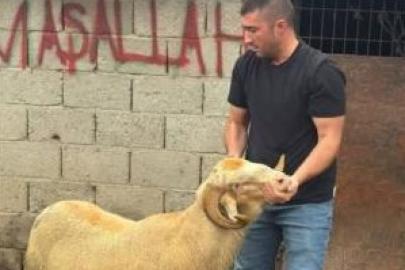 Burhaniye’de kurbanlıklar satışa çıktı