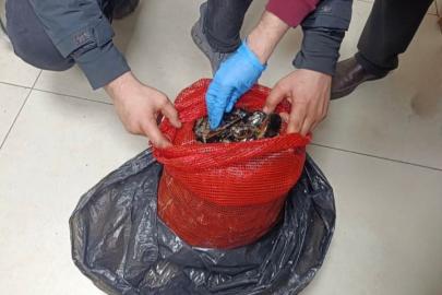 Bursa ve Balıkesir’de eş zamanlı operasyon: Tonlarca midye ele geçirildi