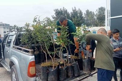 Büyükşehir’den Alanya’nın coğrafi işaretli keçiboynuzuna destek