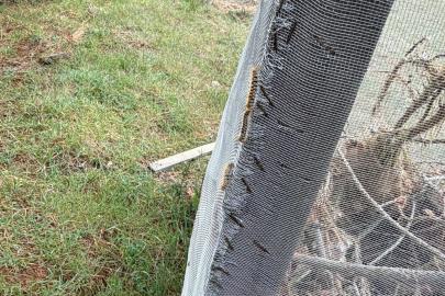 Çam ormanlarında ’Kese kurdu’ alarmı