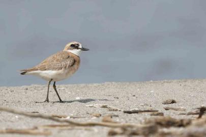 Çanakkale için yeni kuş türü: Büyük Cılıbıt