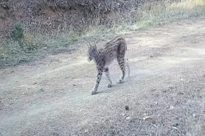Çankırı’da "Ormanın hayaleti" vaşak görüntülendi