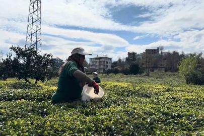 Çay üreticileri yeni sezona hazırlanıyor