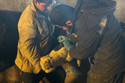Çayırlı’da büyükbaş hayvanlara aşılama çalışması sürüyor
