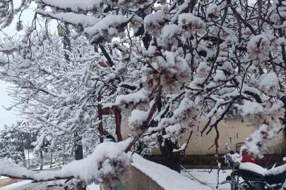 Çiçek açan ağaçlar yağan karla beyaza büründü