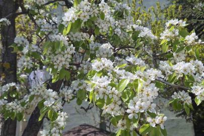 Çiçek açan armut ağacının güzelliği