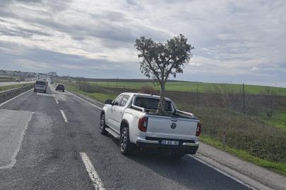 D100’de şaşırtan görüntü: Pikapta zeytin ağacı taşıdılar