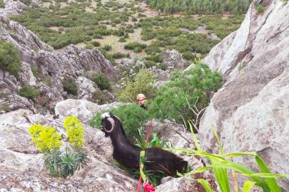 Dağda mahsur kalan keçi kurtarıldı