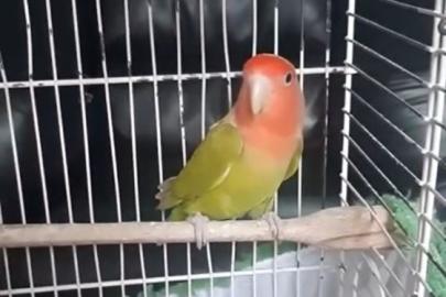 Denizli’de petshop denetiminde 164 hayvana el konuldu