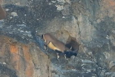 Dev boynuzları engel olmadı: Dağ keçisi dar mağaraya böyle girdi