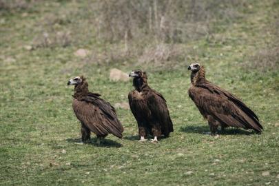 Dev kanatlar Kızılcahamam’da görüntülendi