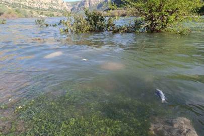 Dicle Nehri’nde balık ölümleri tedirgin etti