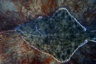 Dip çamuru temizliği İzmit Körfezi’ne yunusları geri getirdi