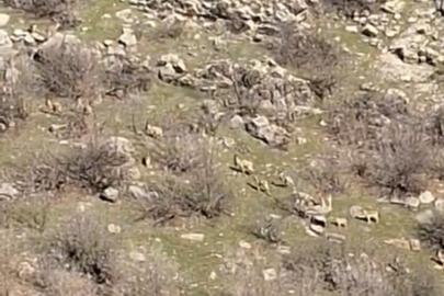 Diyarbakır’da popülasyonları her geçen gün artıyor, kaçak avlayanlara 940 bin lira ceza kesiliyor