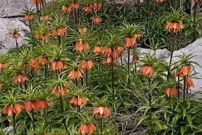 Diyarbakır’da ’ters laleler’ doğayı renklendirdi