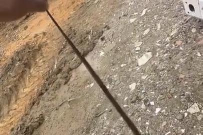 Diyarbakır’da yılanlar kış uykusundan uyandı