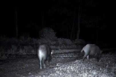 Domuz sürüsü fotokapana yakalandı
