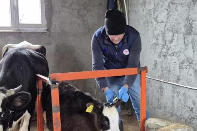 Düzce’de ekipler hayvan sağlığı için sahada