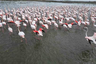 Eber Gölü’nde görsel şölen: Flamingolar renkli görüntüler oluşturdu
