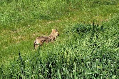 Edirne’de aç kalan çakal köye indi