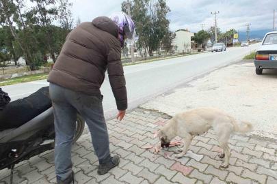Edremitli genç 5 yıldır sokak köpeklerini besliyor