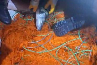 Elazığ’da kaçak avcılara ait 300 metrelik ağ ele geçirildi