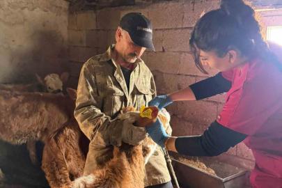 Elazığ’da şap aşılama çalışması sürüyor