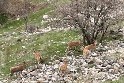 Elazığ’ın tarihi mahallesi Harput’ta dağ keçileri görüntülendi