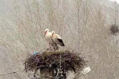 Erken göçen leyleklere kar sürprizi