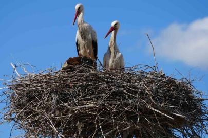 Esnafın merakla beklediği Rüzgar ve Nergis, 4’üncü yılında da aynı yuvaya döndü