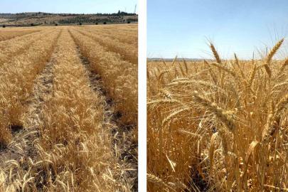 ETİ’den kurak iklim koşullarına dayanıklı yerli buğday çeşidi