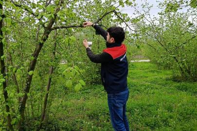 Fındık bahçelerinde takip başladı