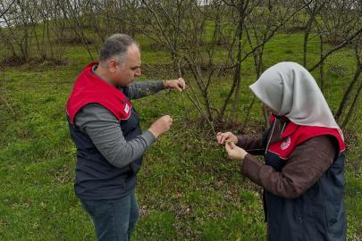 Fındık üreticilerine "kozalak akarı" ve "külleme" uyarısı