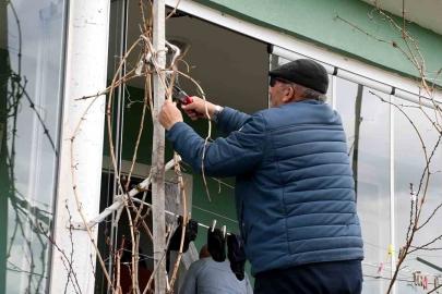 Geçen yıl don vurmuştu, Yozgatlı üzüm üreticisi bu yıl umutlu