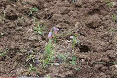 Gediz MYO kampüsünde sürpriz ’Ters Lale’