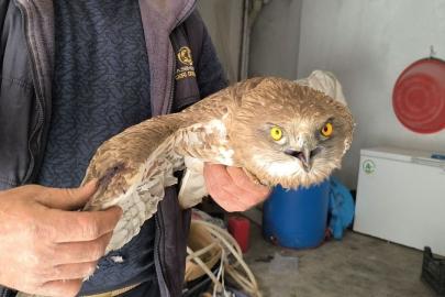 Gercüş’te yaralı kızıl şahine şefkat eli