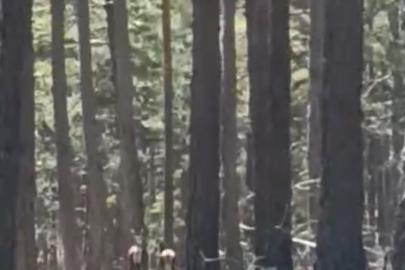 Geyik sürüsü amatör kameraya yansıdı