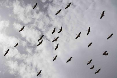 Göç yolculuğunu tamamlayan leylekler, martılarla aynı alanda buluştu