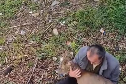 Görele’de araçlara çarpan yaralı karaca derede bulundu