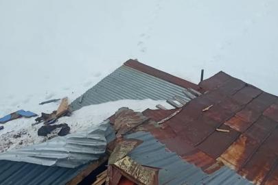 Gümüşhane yaylalarında ayı dehşeti devam ediyor