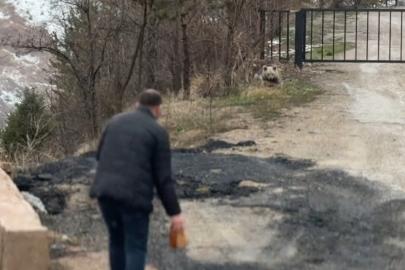 Gümüşhane’de aç kalan yavru ayıyı elleriyle beslediler