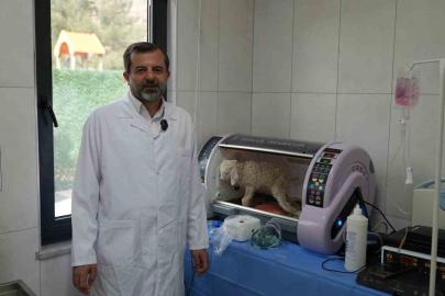 Gürsu Butik Hayvanat Bahçesi yeni sakinlerini ağırlıyor