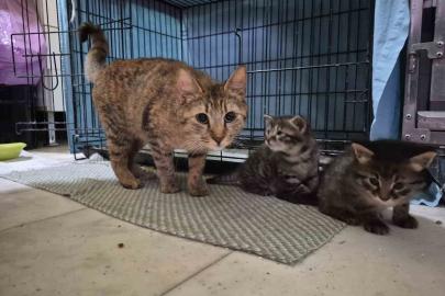 Hamile kedi sığındığı veteriner kliniğinde doğum yaptı