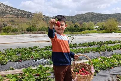 Hasadı çiftçi değil, vatandaş yaptı