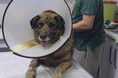 Havladığı için 4 kurşunla vurulan köpek hayata tutundu; Adını "Kurşun" koydular